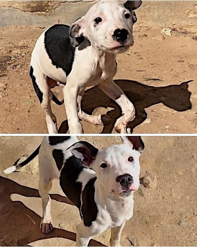 6ac7859c12c1b before and after rescue dogs sidewalk specials 700 bordered.jpg