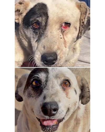 6ac7865d22337 before and after rescue dogs sidewalk specials 700 bordered.jpg