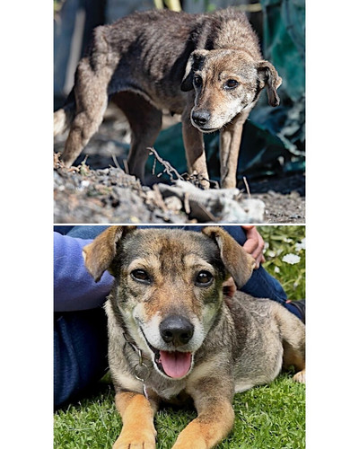 6ac7891c744af before and after rescue dogs sidewalk specials 700 bordered.jpg