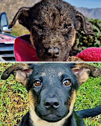 6ac785589dc2c before and after rescue dogs sidewalk specials 700 bordered.jpg