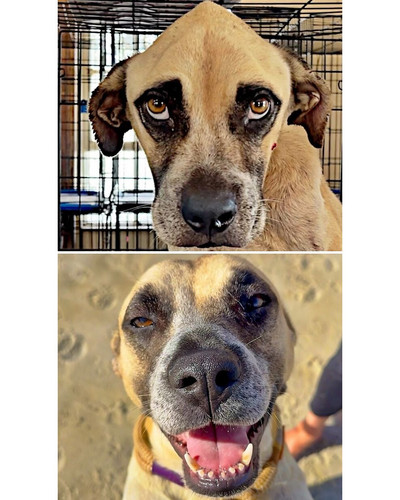 6ac7866fcac42 before and after rescue dogs sidewalk specials 700 bordered.jpg