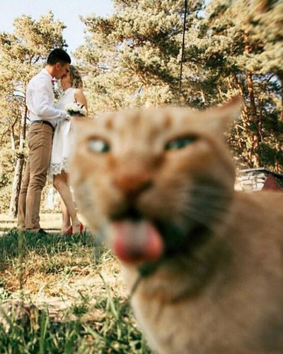 6ac8aeafeb235 funny vintage family cat photos awkwardfamilyphotos 700.jpg