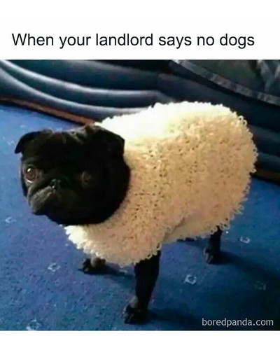 random memes tagthatfool 8 6ac8796f68f2e 700 bordered.jpg