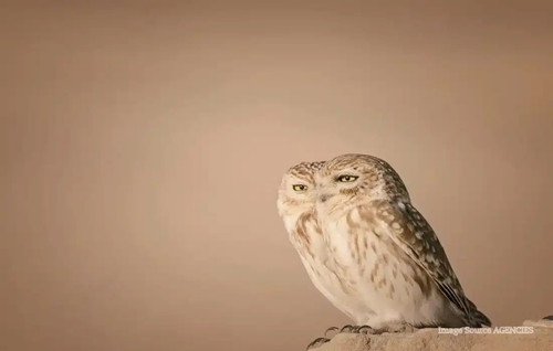 Lynn Emery's Funny Owl Photo Reaches Global Awards 2026.1