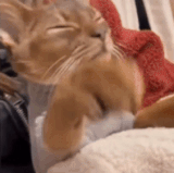 IMG 5437.gif