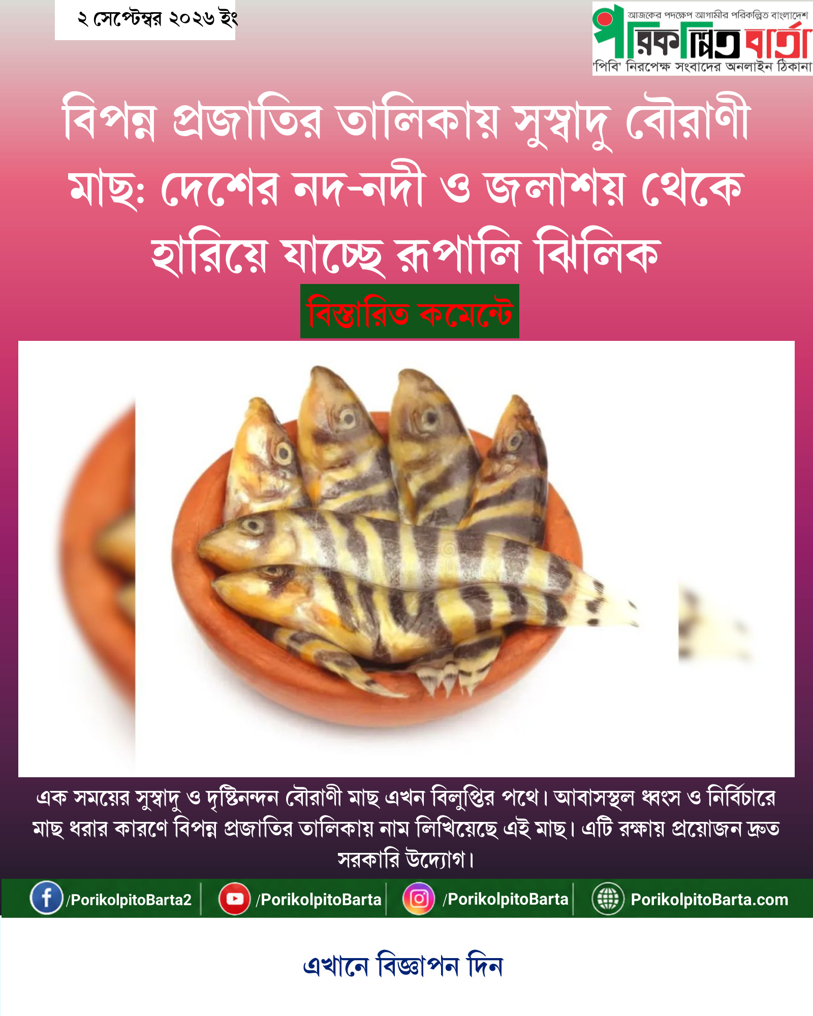 বিপন্ন প্রজাতির তালিকায় সুস্বাদু বৌরাণী মাছ: দেশের নদ-নদী ও জলাশয় থেকে হারিয়ে যাচ্ছে রূপালি ঝিলিক
