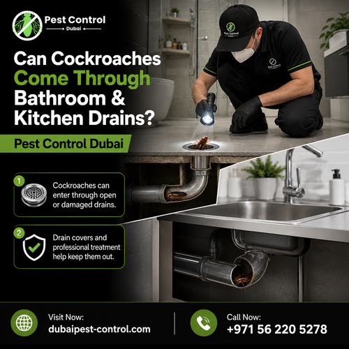 Can Cockroaches Come Through Bathroom and Kitchen Drains.png