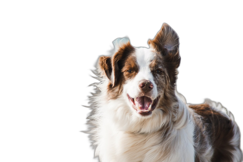 animal 1788403317.png