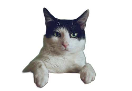 animal 1788403249.png