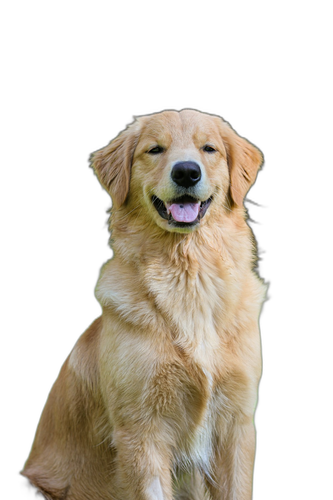 animal 1788403208.png