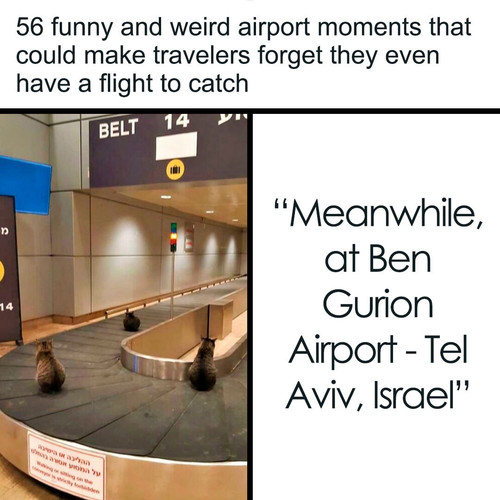 funny pictures.jpg