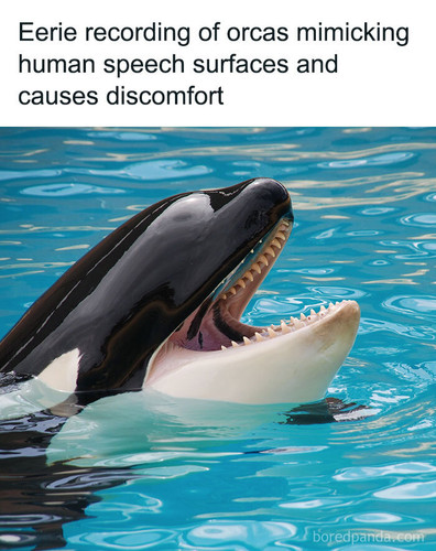scary recording orcas imitating human voices sharing (1).jpg