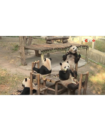 Panda monium 3 66eb3703805d5 700 bordered.jpg