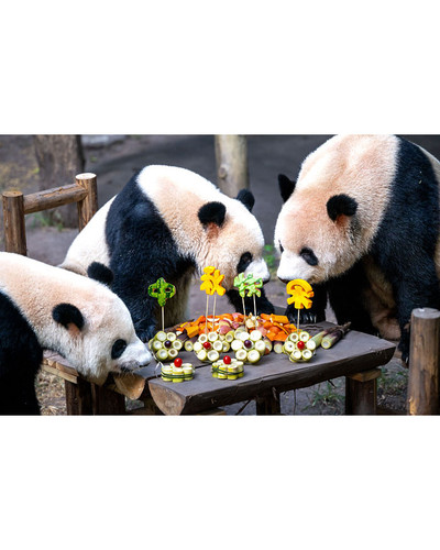 Panda monium 5 66eb36ffd3287 700 bordered.jpg