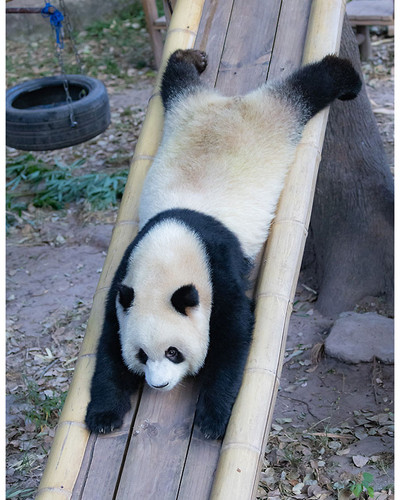 panda monium chinese pandas recreate cutest goldilocks scene ever as they eat bamboo shoots around a.jpg