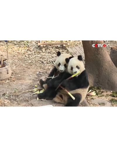 Panda monium 1 66eb3706d46bb 700 bordered.jpg