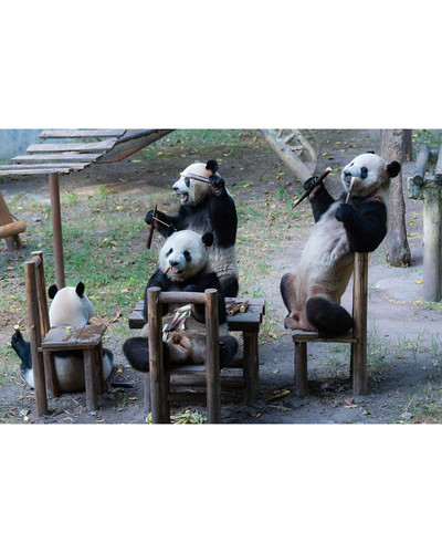 Panda monium 7 66eb36f9c3b4e 700 bordered.jpg