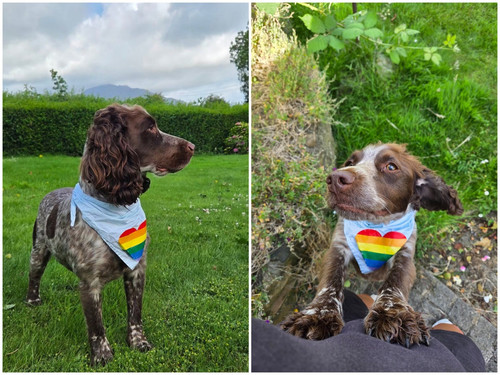 Dog Training Classes in Dublin.jpg