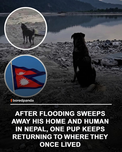img facts.jpg