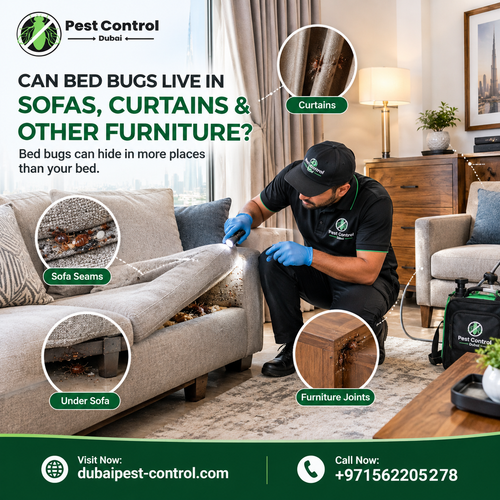 Can Bed Bugs Live in Sofas, Curtains, and Other Furniture.png