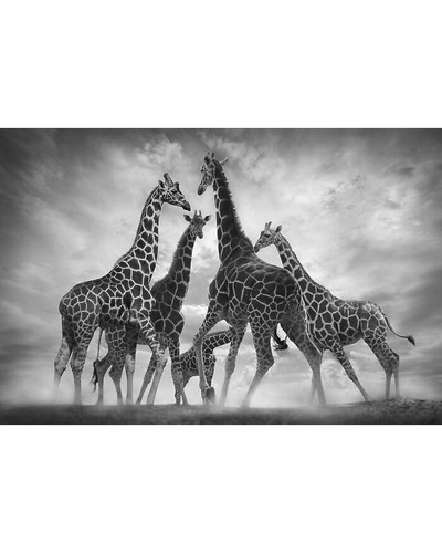 DANCE OF THE GIRAFFES 6aa10d7766a19 700 bordered.jpg