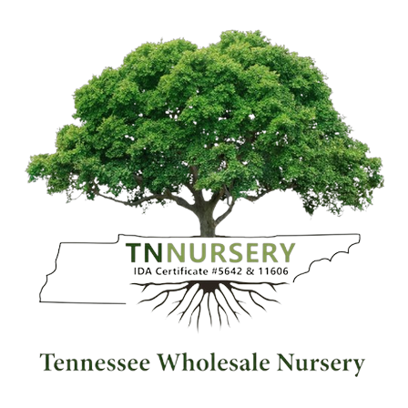 TN Nursery logo