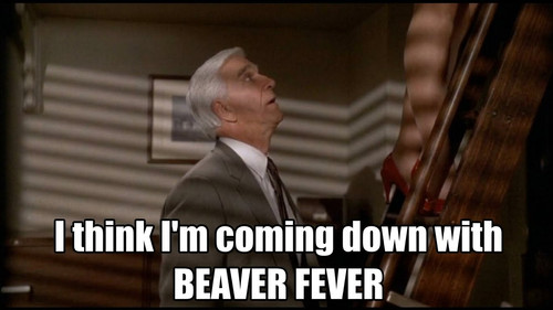 beaver fever jpg.jpg