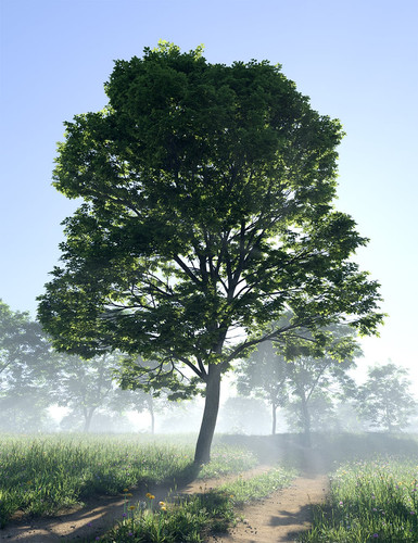 howieshorticultureelmtrees00maindaz3d.1