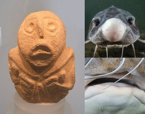 2sturgeon eyes mouth hor.jpg
