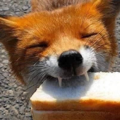 fox.1