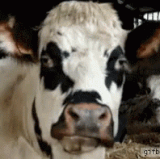 cow cows.gif