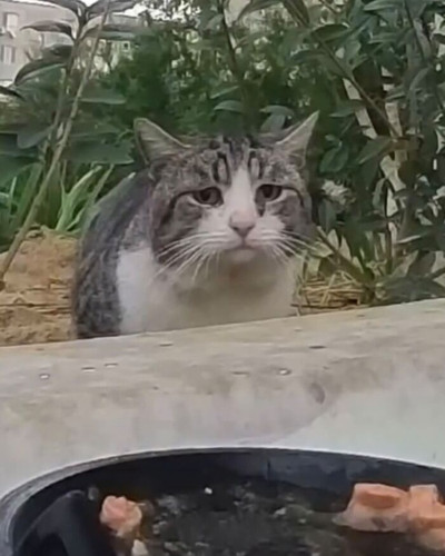 6a106dd81ae6b this guy uses a drone and an rc car to feed stray animals and the results are surprisi.jpg