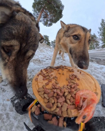 6a106e69a3aa2 this guy uses a drone and an rc car to feed stray animals and the results are surprisi.jpg