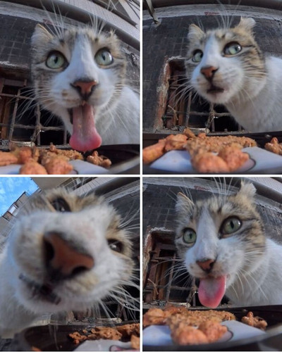6a106dc6b2530 this guy uses a drone and an rc car to feed stray animals and the results are surprisi.jpg
