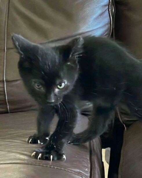 6ab37bcc15eeb adorable funny cat claws pictures 700.jpg