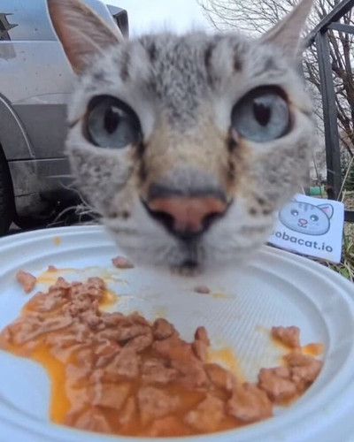 6a106e0757294 this guy uses a drone and an rc car to feed stray animals and the results are surprisi.jpg