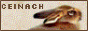 ceinach