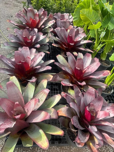 Tropical Plants Australia | Buy Tropical Plants Online.jpg