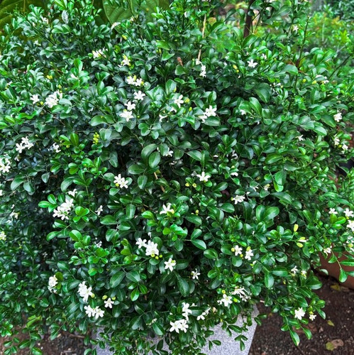 Madhu20Plant.jpg