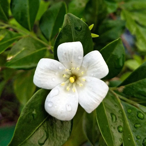 Madhukamini Plant 2.jpg