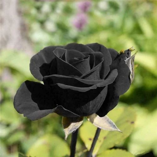puspita nursery hybrid black rose flower plant rare and elegant bloom 500x500.jpg