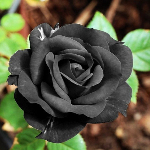 Black Roses2 1.jpg