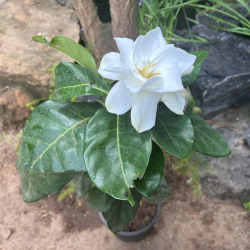 gardeniajasminoides 1.jpg