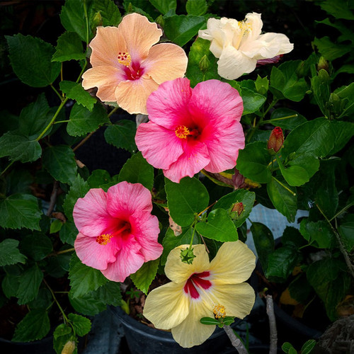 hibiscus multi 1.jpg