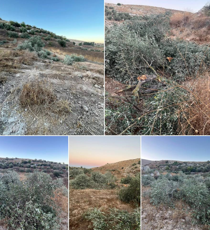 صور | مستوطنون يقتلعون عددًا من أشجار الزيتون من أراضي بلدة نعلين غرب مدينة رام الله....