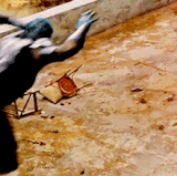 tumblr o6fxd3Gn Uo1sjhzeoo1 500.gif