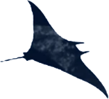 bird8.png