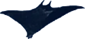 bird9.png