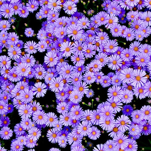 116878148 1182327835482580 6414704134713886078 n(1).jpg