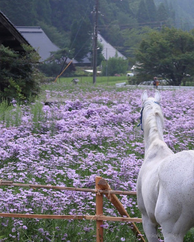 117237455 303470590933074 4464148567107600246 n(1).jpg